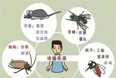 新筑新城第二幼儿园扎实开展病媒生物防制工作 筑牢校园健康防线